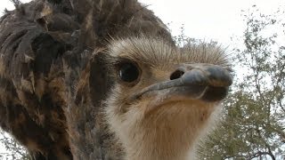 Emu defends me against attacking Ostrich [upl. by Atteve]