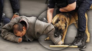 Los perritos policías que ayudan a salvar vidas [upl. by Yxor791]