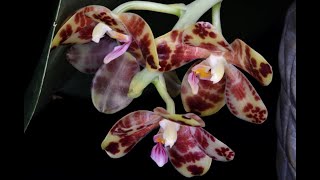 HUGE orchids  Phalaenopsis gigantea Starship [upl. by Hogarth440]