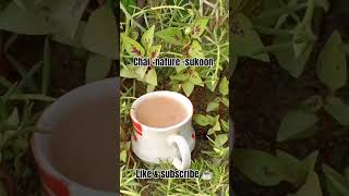 chai nature sukoon chai lovers chai addiction is good or not [upl. by Samuele260]