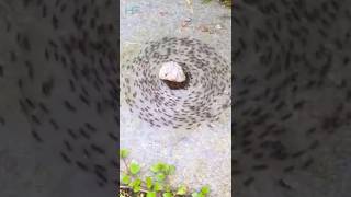 ant death spiralarmy ant death spiral ant spiral [upl. by Nnayelsel]