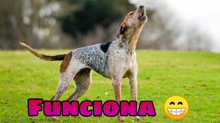 🐶 Sonidos para Perros para que Aullen 🐕 GARANTIZADO Haz que tu Perrito Aulle [upl. by Jelene394]