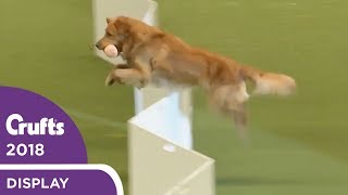 The Gundogs put on a Banging Display at Crufts 2018 [upl. by Emanuele20]