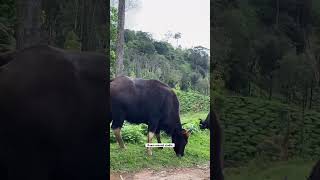 Bull at Valparai [upl. by Euv]