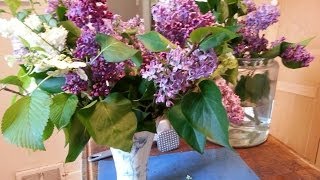 How to Prepare woody stems Lilacs for a Vase [upl. by Lebyram]