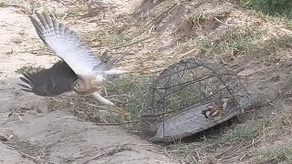 How to trap Hawk eagle and falcon fantastic video  wildlife today [upl. by Hsakiv]