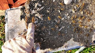 Yellow Jackets Nest inside Garage  Wasp Nest Removal [upl. by Ecirtael416]