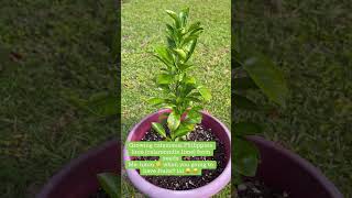 calamondin planting from seeds😉 calamansi youtubeshorts [upl. by Imas]