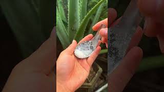 Simple tips to keep your aloe vera pestfree shorts aloevera [upl. by Caddric667]