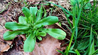 Southerners Do You Overlook This Tasty Wild Vegetable Every Spring [upl. by Lyssa]