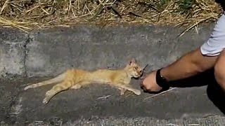 Dying scrawny stray cat no one cares about [upl. by Uno]