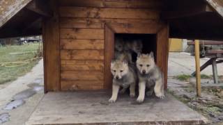 Czechoslovakian wolfdog pups Fun on the playground [upl. by Aihseuqram300]