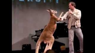 Real boxing kangaroo funny [upl. by Xella]