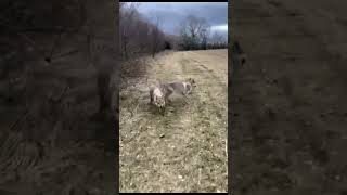 Holly  1y gorgeous Czechoslovakian Wolfdog [upl. by Claiborne]