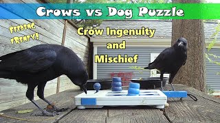 Crows vs New Dog Puzzle [upl. by Esirrehc667]