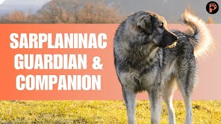 Sarplaninac Dog Breed Info Personality amp Facts [upl. by Anul896]