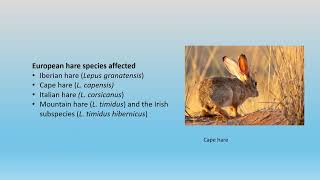 Estimating RHDV2 risk to native endangered lagomorphs in Africa and America  Brian Cooke [upl. by Buford]