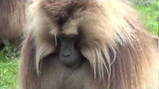 Gelada baboons  Simen Mountains Ethiopia [upl. by Airretnahs]