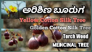 ಬೂರುಗ Butter Cup Tree Yellow Silk Cotton Tree [upl. by Aunson]