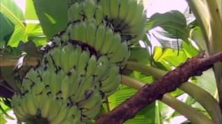 Prevention and control of banana leaf spot diseases sigatoka [upl. by Rape]