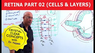 Retina  Cells and Layers  Part 2 [upl. by Airdnazxela]