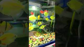 Tetra fish মাশাল্লাহ অনেক সুন্দর ফিস shortsfeed aquarium rajonagrofarm [upl. by Rodrique689]