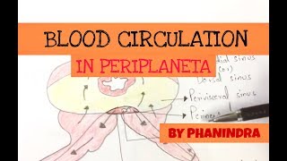 Blood circulatory system in cockroach  NEET [upl. by Lovich]