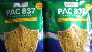 Advanta PAC 837  hybrid paddy [upl. by Ellevart115]