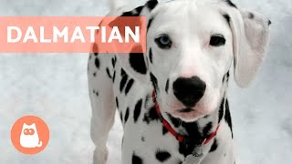 All About the DALMATIAN  Traits and Training [upl. by Skyler]