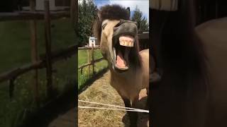 Donkey Raja😱Talk Aaaaaa🤣parrot funny baby comedy youtubeshorts shortvideo shorts cute [upl. by Edijabab]