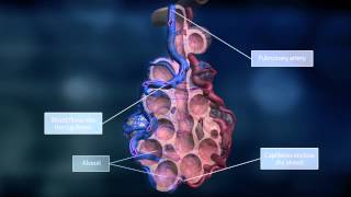 The Lungs and the Pulmonary Circuit [upl. by Davida204]