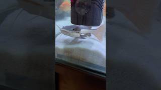 Redtail catfish🐠 redtailcatfish catfish monsterfish fish fishtank aquarium ytshorts shorts [upl. by Llerud574]