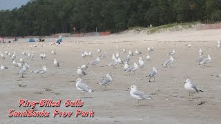 Sandbanks ring billed gulls [upl. by Iris]