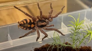 Hapalopus formosus aka the pumpkin patch tarantula rehouse [upl. by Viki683]