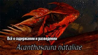 Содержание и разведение Acanthosaura nataliae [upl. by Rizas438]