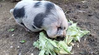 Potbellied Pigs Eating Corn Husks on the Farm [upl. by Donica]