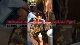 Live milking cow 1 cow vivasayaarvalargal shortvideo shorts [upl. by Lola]