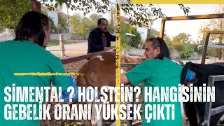 20 Düveye Gebelik Kontrolü Yaptık  Holstein düveler ve simental düveler arasında ilginç oran çıktı [upl. by Wang]