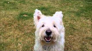 How to stop a Westie from barking [upl. by Noreh]