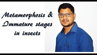 Lecture 16 Metamorphosis amp immature stages in insects [upl. by Annavas155]