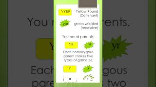 How to explain a Dihybrid Cross  Punnett Square 4 x 4  Concepts of Biology learnwithgs [upl. by Anigal]