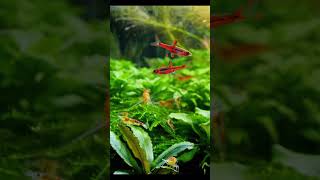 IKAN RASBORA BRIGIRAE  RASBORA GALAXY IKANAQUASCAPE [upl. by Hgielime]