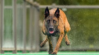 The Power of Belgian Malinois  An Amazing Athlete [upl. by Whitaker]