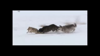 Wolves vs coyote HD [upl. by Eissoj]