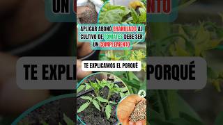 Aplicar abonos granulados al tomate debe ser un complemento y te explicamos el porqué hortalizas [upl. by Enhpad118]