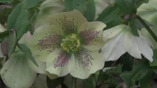 How to Grow and Prune Hellebores [upl. by Euqinoj]