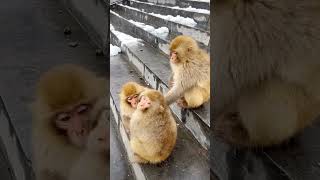 Three monkeys hug together to keep warm in Wulongkou Scenic Area Monkeys become spirits [upl. by Annawak393]