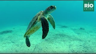 Tortuga Verde o Chelonia mydas Micros conocer es proteger [upl. by Ettore]