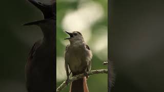 Gray Catbird Call [upl. by Tirrej81]