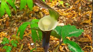 Arisaema sikokianum [upl. by Enalb116]